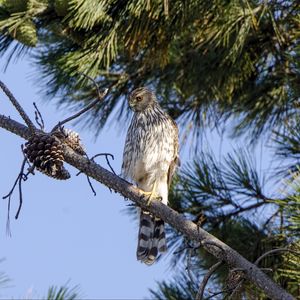 Preview wallpaper falcon, predator, bird, feathers, branch