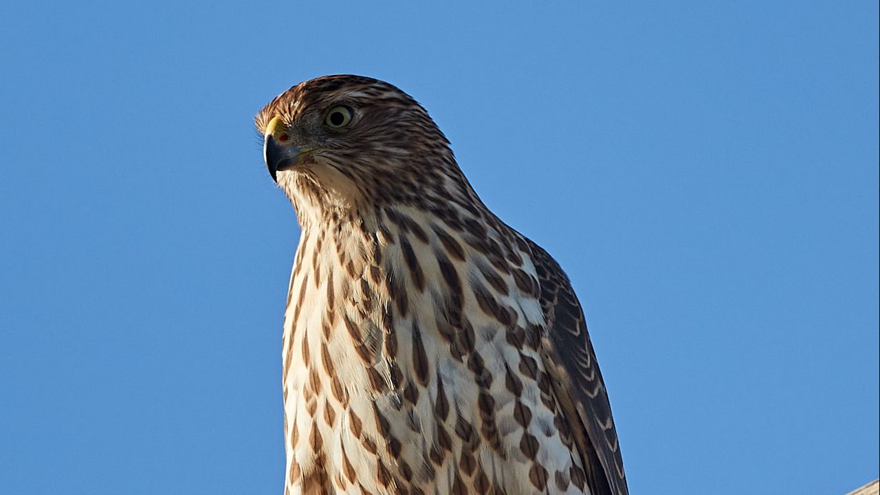 Wallpaper falcon, predator, bird, log