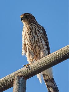 Preview wallpaper falcon, predator, bird, log