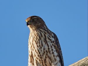 Preview wallpaper falcon, predator, bird, log