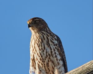 Preview wallpaper falcon, predator, bird, log