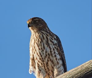 Preview wallpaper falcon, predator, bird, log