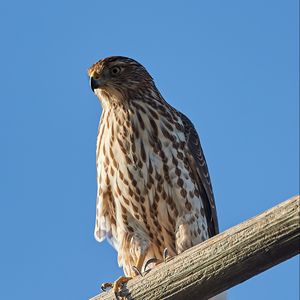 Preview wallpaper falcon, predator, bird, log