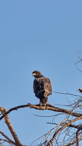 Preview wallpaper falcon, predator, bird, tree