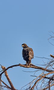 Preview wallpaper falcon, predator, bird, tree