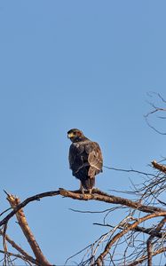 Preview wallpaper falcon, predator, bird, tree