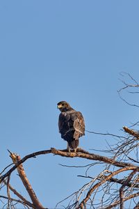 Preview wallpaper falcon, predator, bird, tree