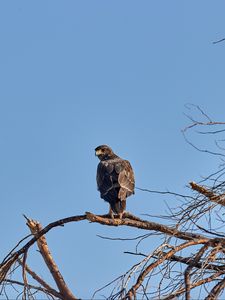 Preview wallpaper falcon, predator, bird, tree