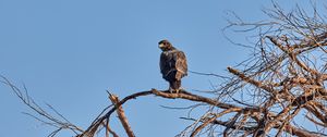 Preview wallpaper falcon, predator, bird, tree