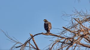 Preview wallpaper falcon, predator, bird, tree