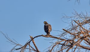 Preview wallpaper falcon, predator, bird, tree