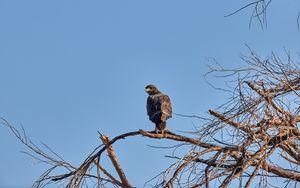 Preview wallpaper falcon, predator, bird, tree