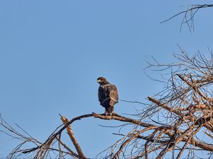 Preview wallpaper falcon, predator, bird, tree