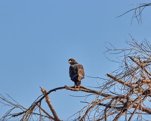 Preview wallpaper falcon, predator, bird, tree