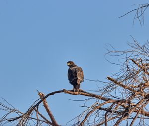 Preview wallpaper falcon, predator, bird, tree