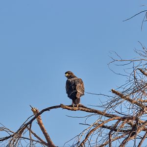 Preview wallpaper falcon, predator, bird, tree