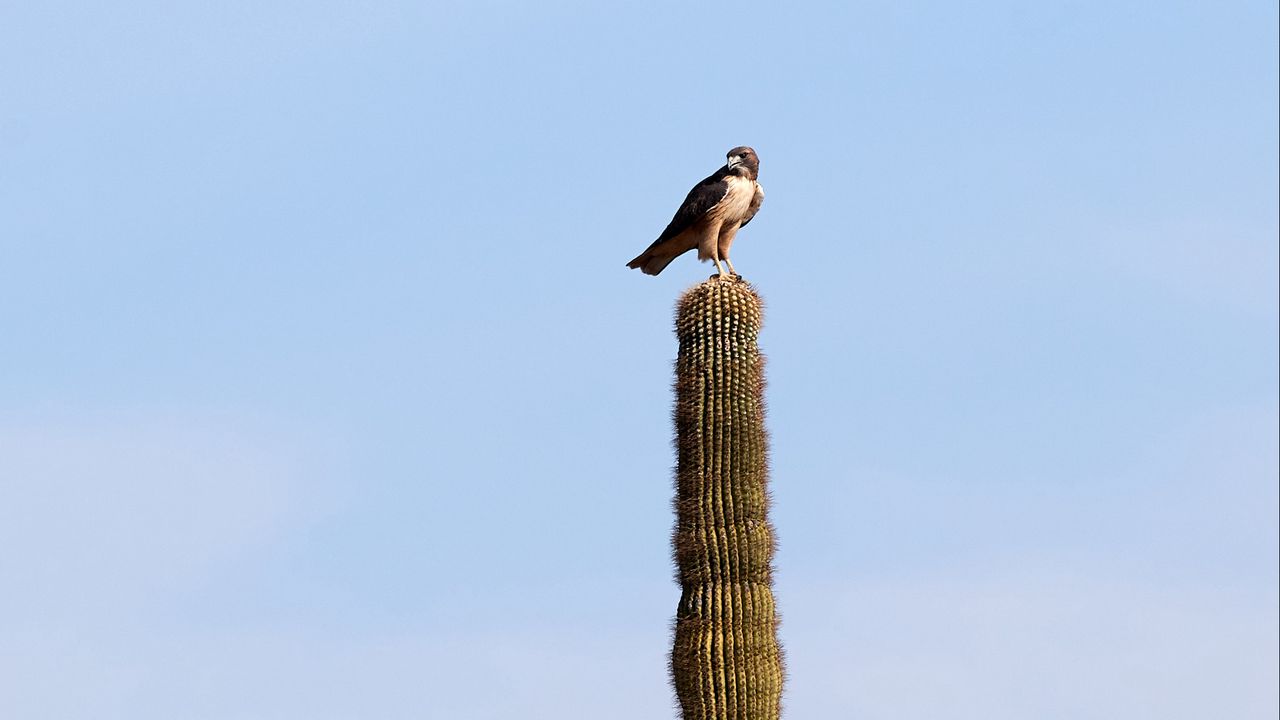 Wallpaper falcon, predator, bird, cactus, sky