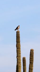 Preview wallpaper falcon, predator, bird, cactus, sky
