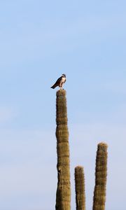 Preview wallpaper falcon, predator, bird, cactus, sky