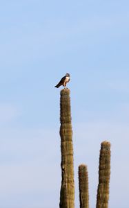 Preview wallpaper falcon, predator, bird, cactus, sky