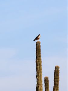 Preview wallpaper falcon, predator, bird, cactus, sky