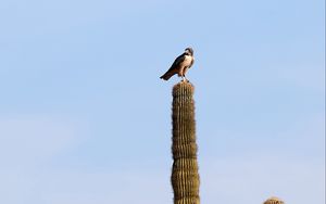 Preview wallpaper falcon, predator, bird, cactus, sky