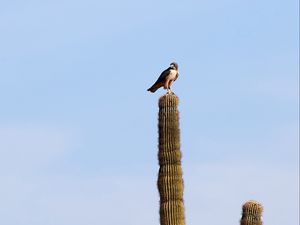 Preview wallpaper falcon, predator, bird, cactus, sky