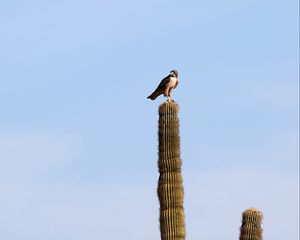 Preview wallpaper falcon, predator, bird, cactus, sky