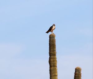 Preview wallpaper falcon, predator, bird, cactus, sky