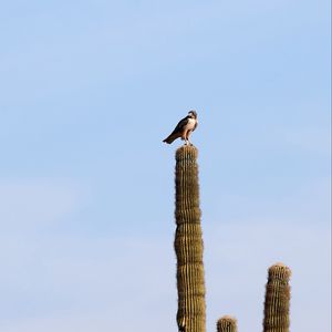 Preview wallpaper falcon, predator, bird, cactus, sky