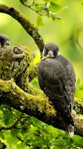 Preview wallpaper falcons, birds, branches, trees, predators