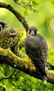 Preview wallpaper falcons, birds, branches, trees, predators