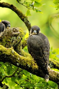 Preview wallpaper falcons, birds, branches, trees, predators