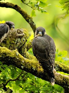 Preview wallpaper falcons, birds, branches, trees, predators