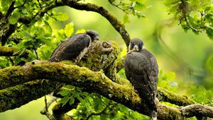 Preview wallpaper falcons, birds, branches, trees, predators