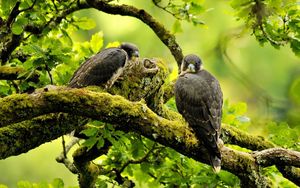 Preview wallpaper falcons, birds, branches, trees, predators