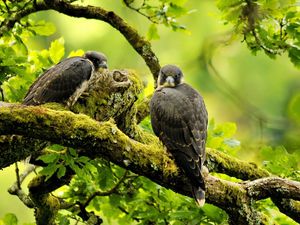 Preview wallpaper falcons, birds, branches, trees, predators