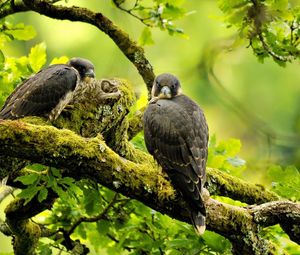 Preview wallpaper falcons, birds, branches, trees, predators