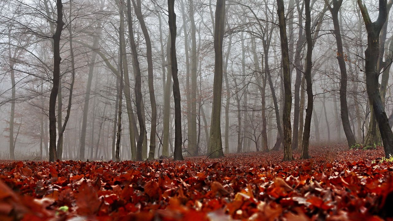 Wallpaper fall, foliage, forest, mist