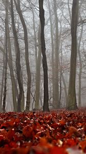 Preview wallpaper fall, foliage, forest, mist