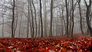Preview wallpaper fall, foliage, forest, mist