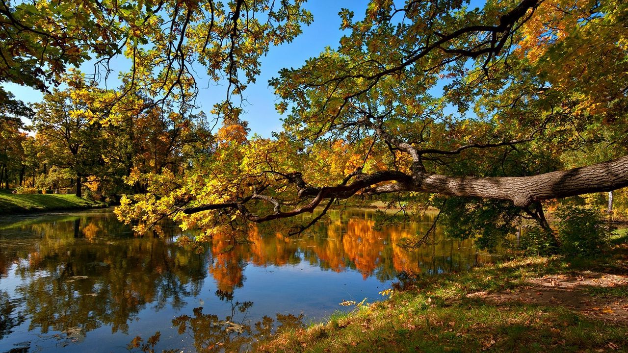 Wallpaper fall, pond, trees, landscape