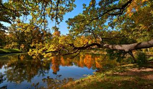 Preview wallpaper fall, pond, trees, landscape
