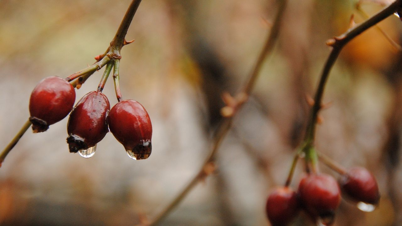 Wallpaper fall, twig, berries, drops hd, picture, image