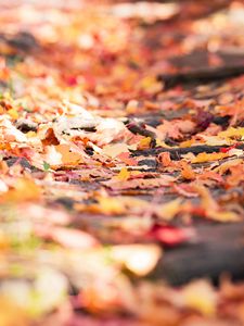 Preview wallpaper fallen foliage, leaves, autumn, blur, macro