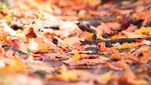 Preview wallpaper fallen foliage, leaves, autumn, blur, macro