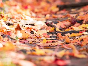 Preview wallpaper fallen foliage, leaves, autumn, blur, macro