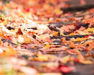 Preview wallpaper fallen foliage, leaves, autumn, blur, macro