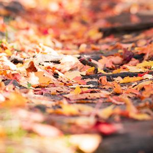 Preview wallpaper fallen foliage, leaves, autumn, blur, macro
