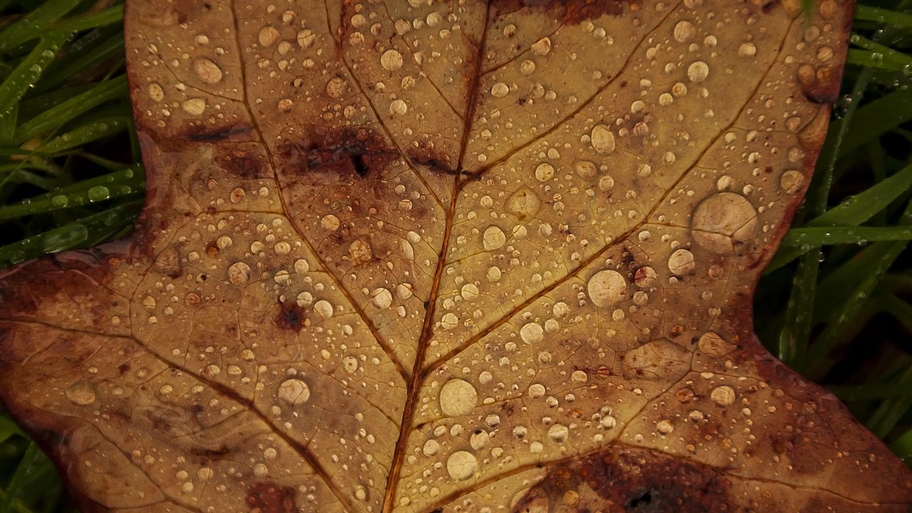 Wallpaper fallen leaf, grass, drops, macro